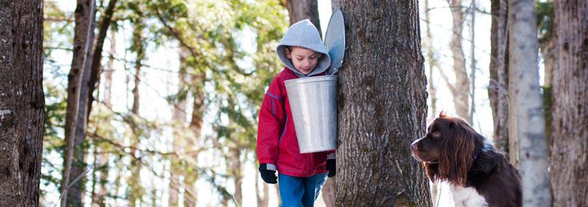 A small child looking at a maple syrup bucket