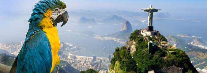 A parrot behind the Christ the Redeemer statue