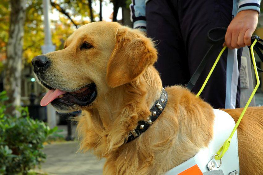 Know your rights when it comes to service animals - Ontario Blue Cross